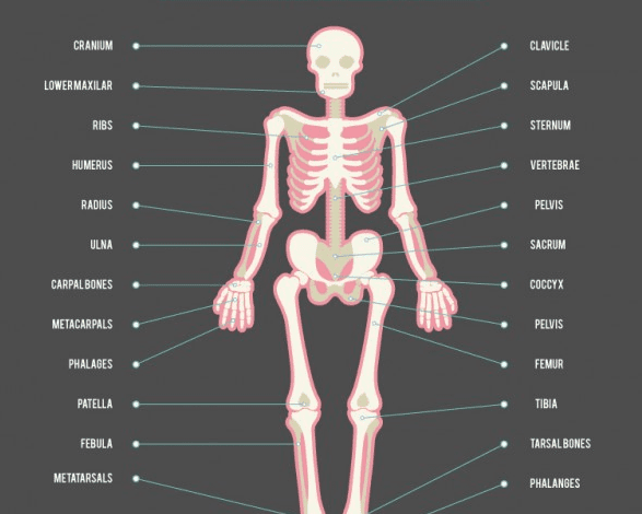 Learn Parts Of The Body And Vocabulary Communication