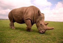 Photo of Extinction of the Northern White Rhinoceros