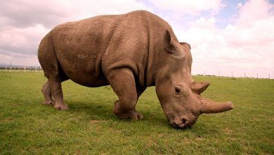 Photo of Extinction of the Northern White Rhinoceros