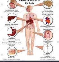 Photo of The Effects of Alcohol On the Body