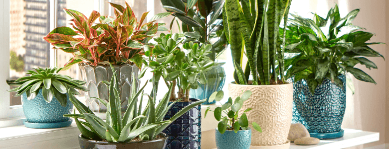 indoor plants