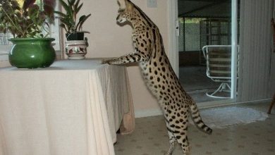 Photo of WHAT KIND OF DIET DO F1 SAVANNAH CATS EAT?