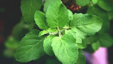 Photo of Tulsi Benefits and Medicinal Uses