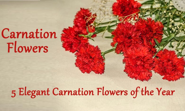 carnation flowers- Elegant Carnation Flowers of the Year