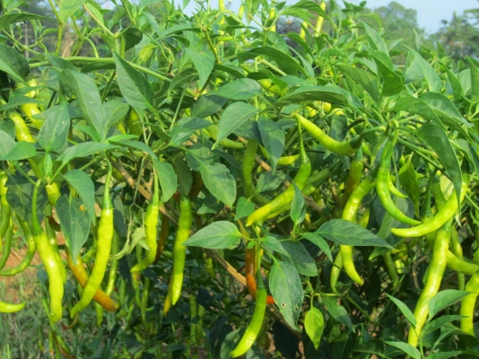 Chilli Cultivation - Importance And Essential Guidelines