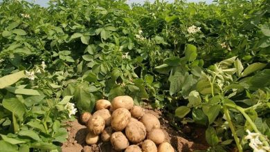 Photo of Potato Farming Has Become The Popular Crop in India