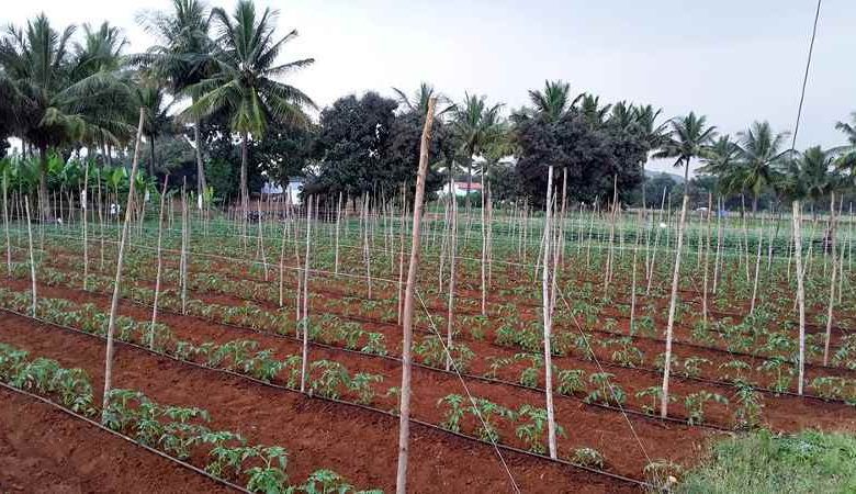 Tomato Farming - Nursing Farming With Suitable Climate and Land