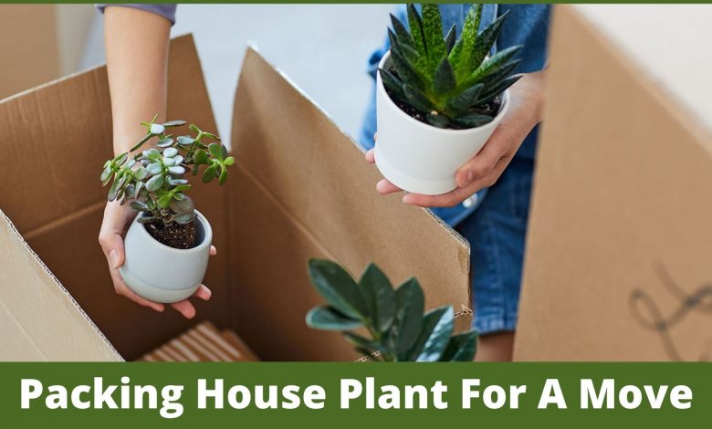 Best Tips For Packing House Plant For A Move