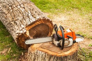 North Shore Tree Service