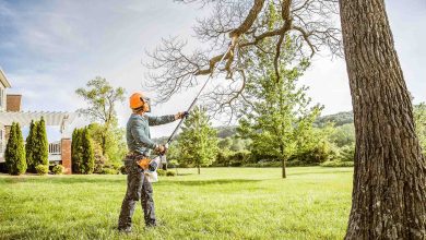 Photo of Why Should You Hire Professional For Tree Services?