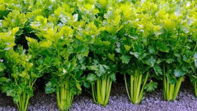 Photo of Celery Cultivation In India – Complete Guidelines