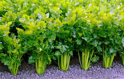 Celery Cultivation In India - Complete Guidelines