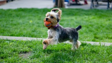 Photo of How To Cheer Up Your Depressed Dog?