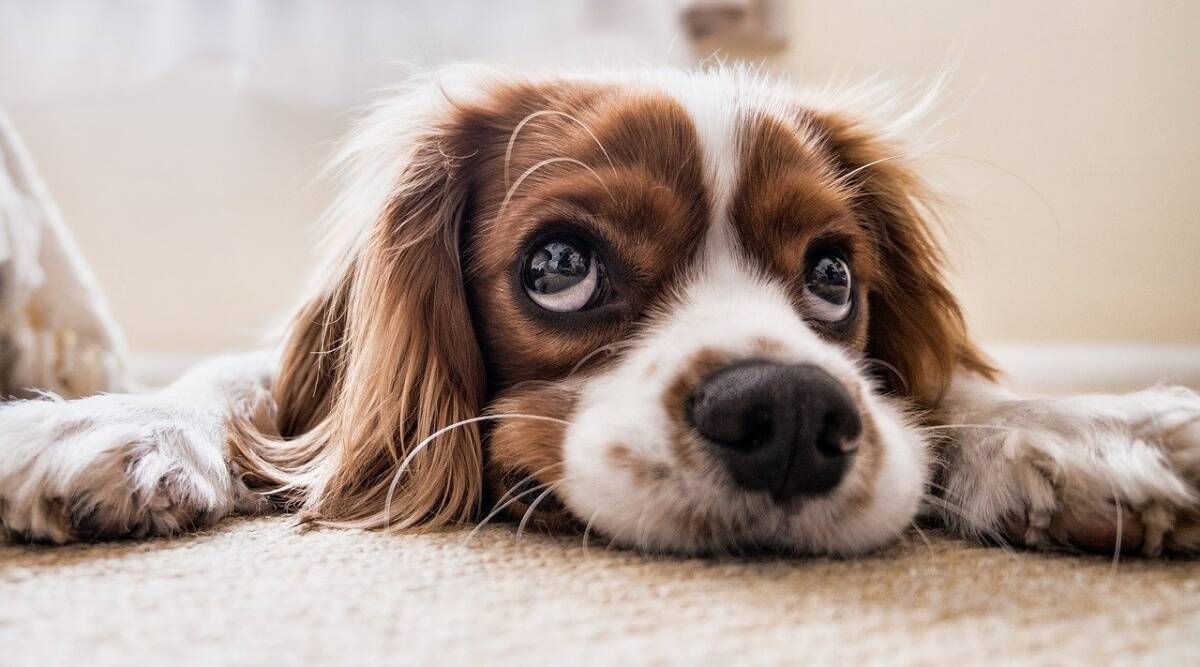 can dogs eat cream of mushroom soup?