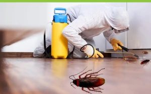 pest-control-services