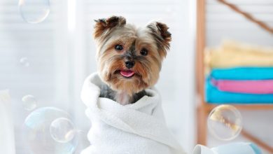 Photo of Hygiene Tips for Pet Owners