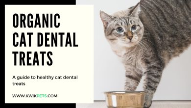 Photo of Are Cat Dental Treats Beneficial For Felines?