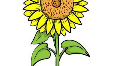 Photo of Step-by-step Instructions on How to Draw a Sunflower