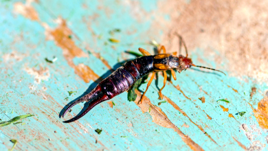 Photo of 5 Effective Essential Oils To Repel Earwigs