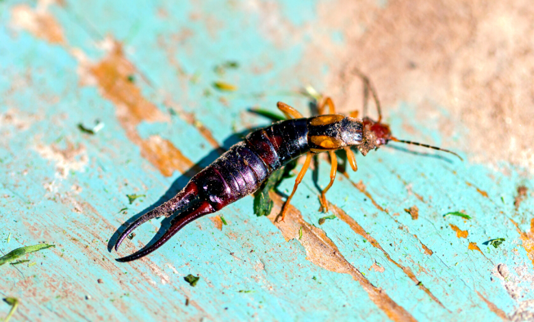 earwigs