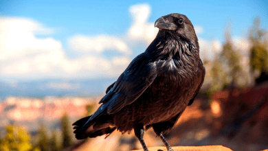 Photo of How To Get Rid of Crows Without Scaring Other Birds