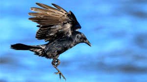 get rid of crows