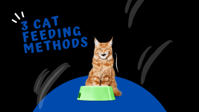 Photo of 3 Cat Feeding Methods – Pros and Cons of Each