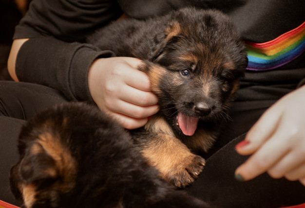 German shepherd Puppy