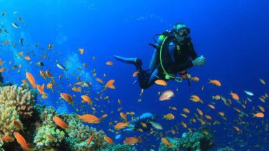 Photo of Effects to do in Andaman & Nicobar islets: Scuba