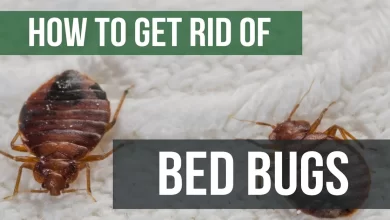 Photo of Can You Get Rid of Bed Bugs on Your Own