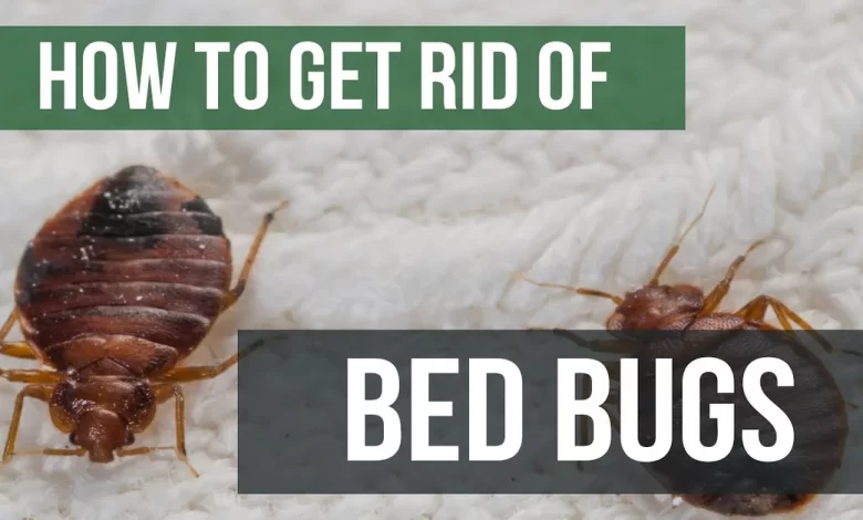 Bed Bugs