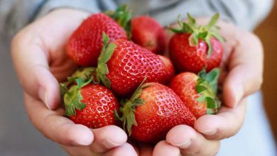 Photo of 11 Reliable Health Advantages Or Nutritional Benefits of the Strawberries