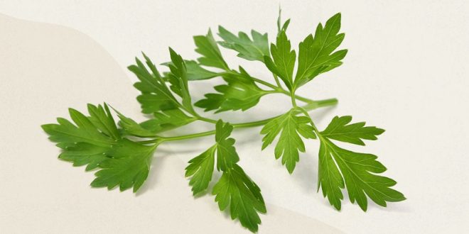 Parsley