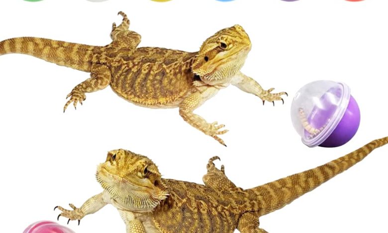 toys for bearded dragon