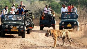 Best Time to Visit Sariska National Park