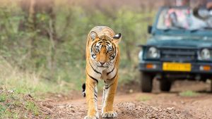 Things to Do in Sariska National Park