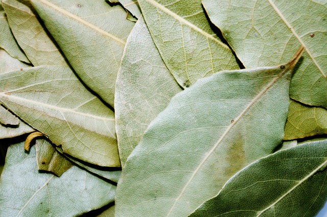 bay leaf benefits