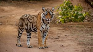 Safari Zones in Sariska National Park