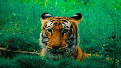 Photo of Travel Guide to Sariska Tiger Reserve
