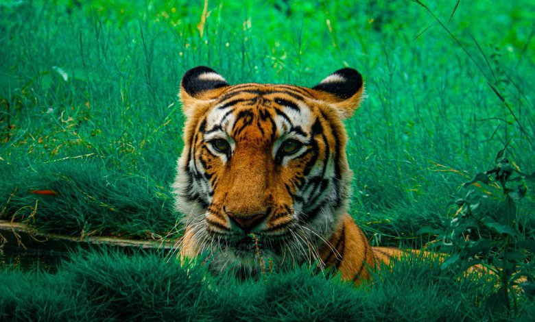 Sariska Tiger Reserve