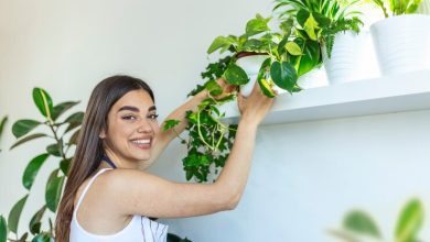Photo of How Indoor Plants Can Help Improve Your Mood