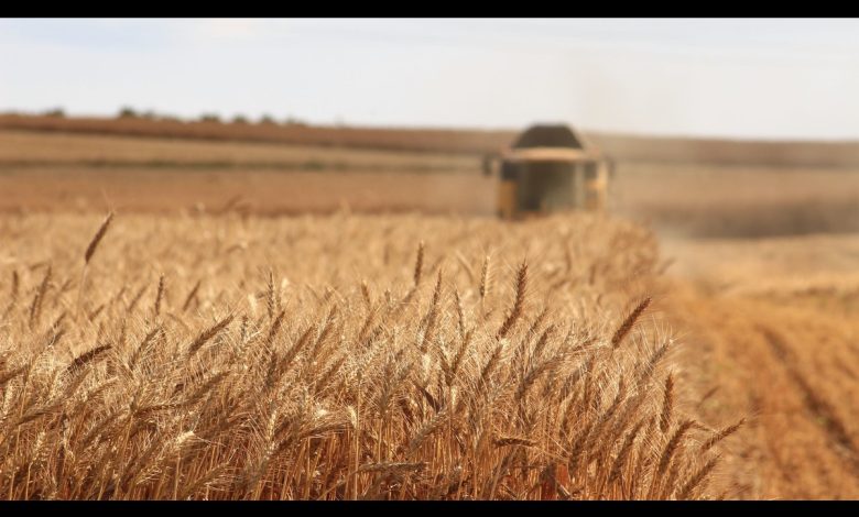 Cover Crops in Wheat Farming