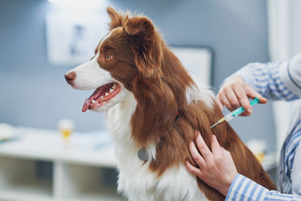 Some significant facts on Dogs Vaccinations