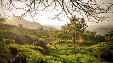 Photo of Munnar from Bangalore: A Romantic Journey through the Natural Beauty of South India