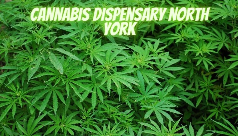 cannabis dispensary north york