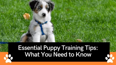 Photo of Essential Puppy Training Tips: What You Need to Know