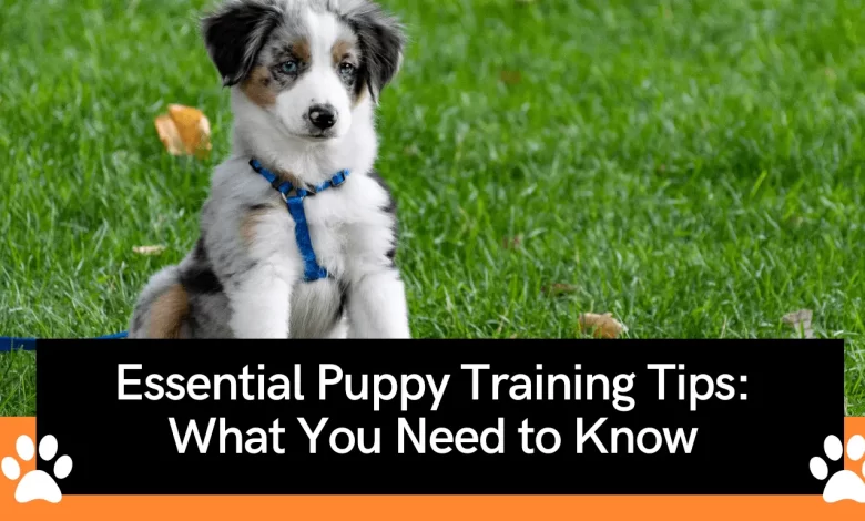 puppy training tips