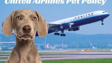 Photo of United Airlines Pet Policy