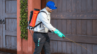 Photo of Pest control in Escondido: 5 steps for finding a service