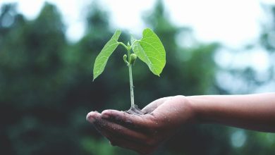 Photo of Exploring the Pros and Cons of Using Vinegar as a Weed Killer in Your Garden